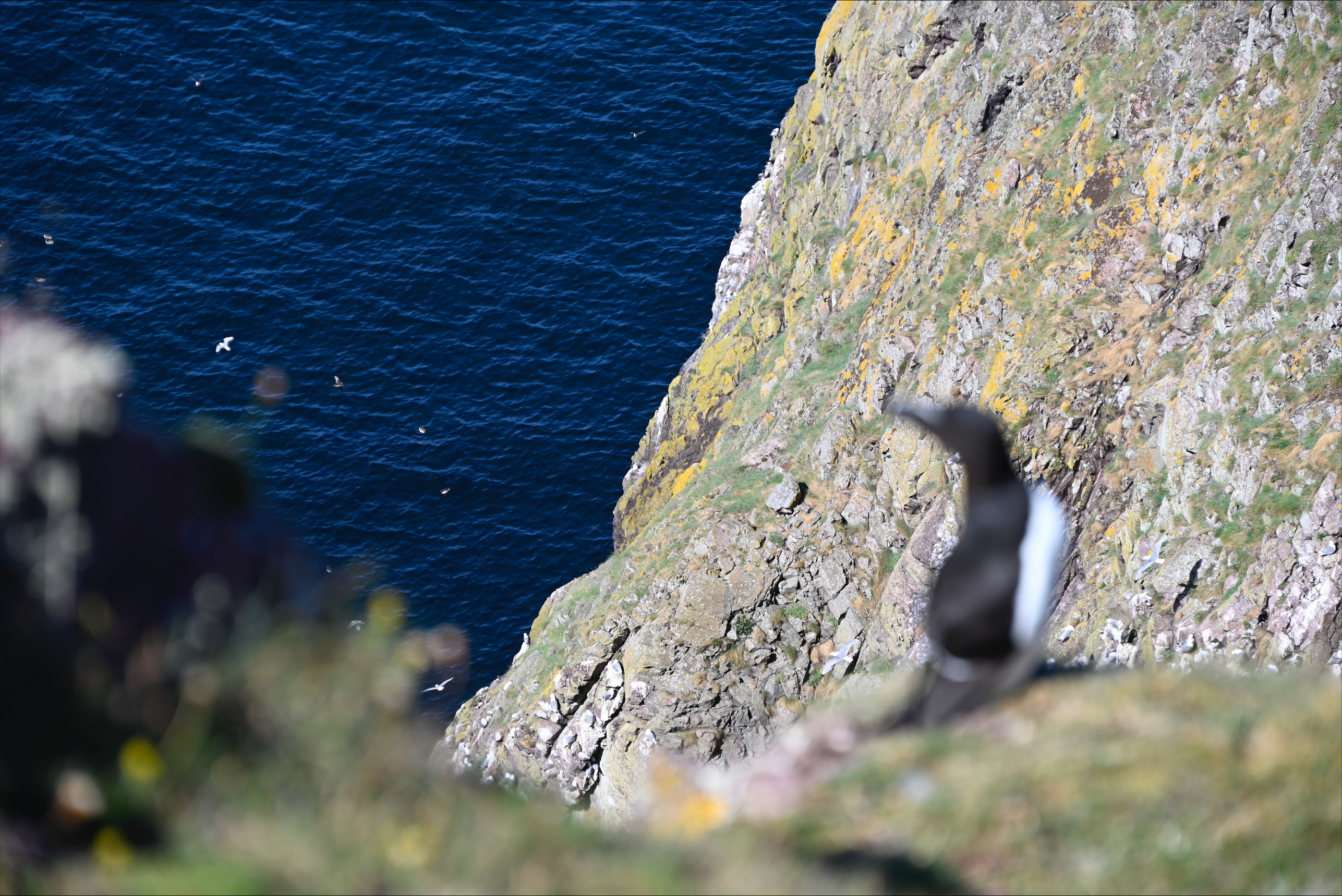 Razorbill on the Cliffs, St Abb's Head